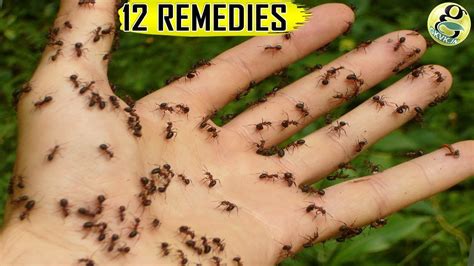 How to get rid of ants. Things To Know About How to get rid of ants. 